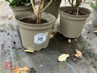 4 X ELAEAGNUS X EBBINGEI - 4