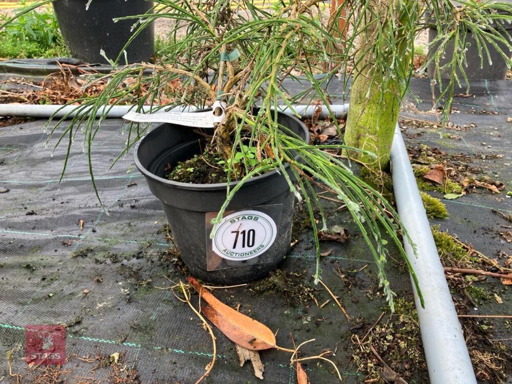1 X CYTISUS X KEWENSIS NIKI BROOM SHRUB