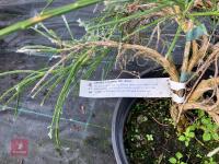 1 X CYTISUS X KEWENSIS NIKI BROOM SHRUB - 2