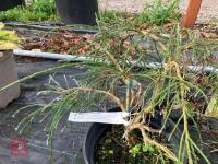 1 X CYTISUS X KEWENSIS NIKI BROOM SHRUB - 3