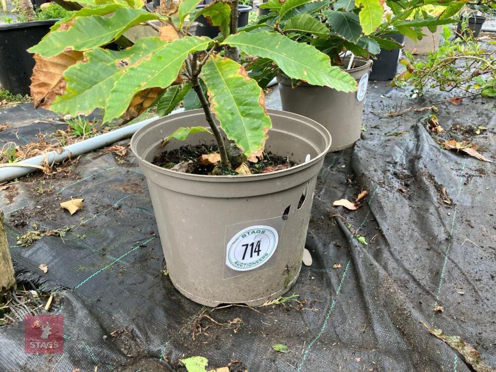 1 X SWEET CHESTNUT