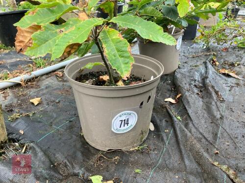 1 X SWEET CHESTNUT