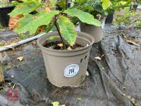 1 X SWEET CHESTNUT