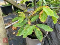 1 X SWEET CHESTNUT - 2