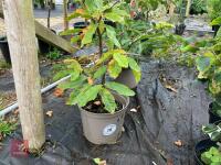 1 X SWEET CHESTNUT - 3