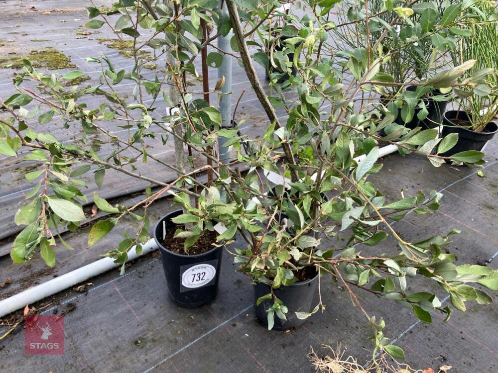 3 X SALIX CINEREA GREY WILLOW