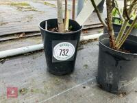 3 X SALIX CINEREA GREY WILLOW - 3
