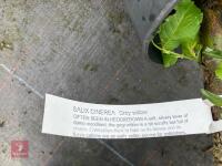 3 X SALIX CINEREA GREY WILLOW - 4
