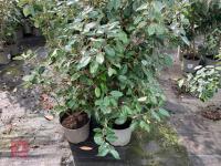 4 X ELAEAGNUS X EBBINGEI