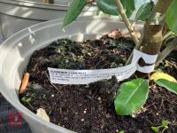 4 X ELAEAGNUS X EBBINGEI - 3