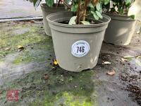 4 X ELAEAGNUS X EBBINGEI - 4