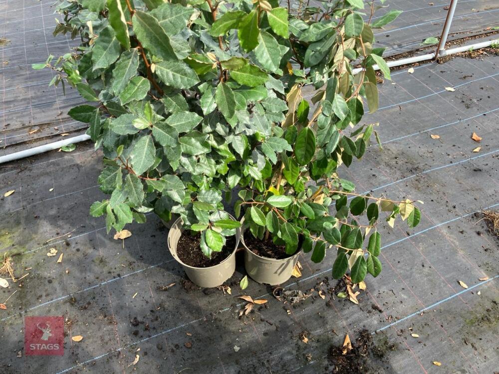 4 X ELAEAGNUS X EBBINGEI