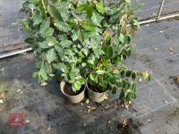 4 X ELAEAGNUS X EBBINGEI