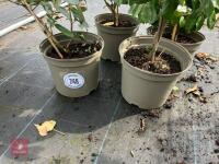4 X ELAEAGNUS X EBBINGEI - 2