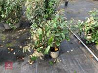 4 X ELAEAGNUS X EBBINGEI - 3