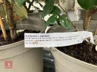 4 X ELAEAGNUS X EBBINGEI - 4