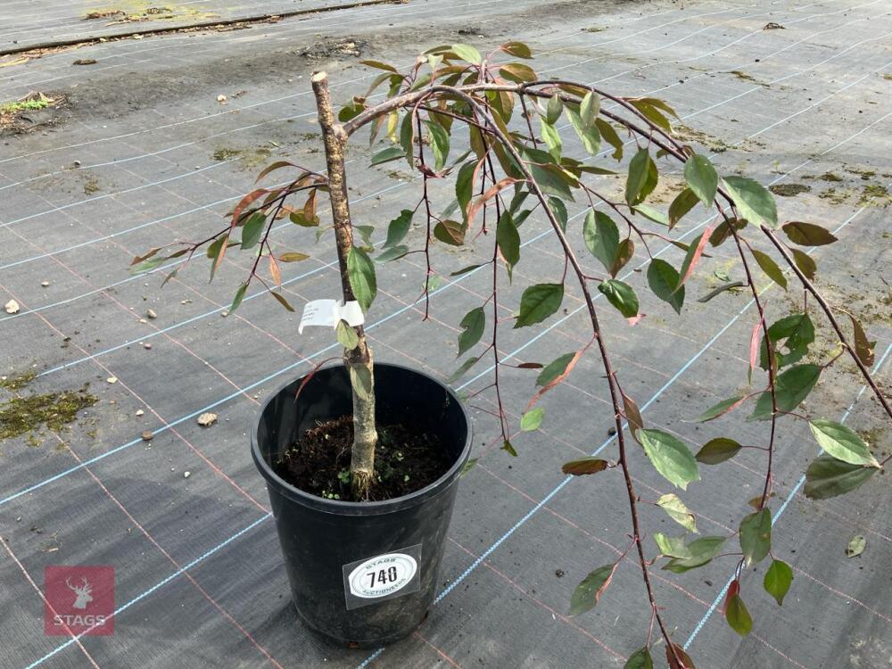 1 X MALUS ROYAL BEAUTY CRAB APPLE