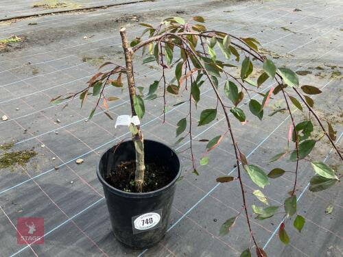 1 X MALUS ROYAL BEAUTY CRAB APPLE