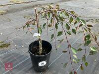 1 X MALUS ROYAL BEAUTY CRAB APPLE