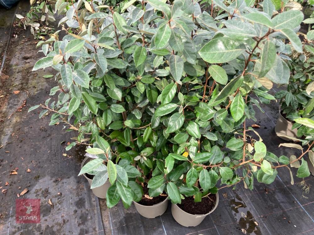 5 X ELAEAGNUS X EBBINGEI