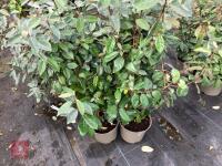 5 X ELAEAGNUS X EBBINGEI - 2