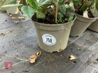 5 X ELAEAGNUS X EBBINGEI - 3