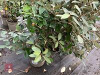 5 X ELAEAGNUS X EBBINGEI - 4