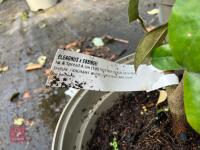 5 X ELAEAGNUS X EBBINGEI - 5