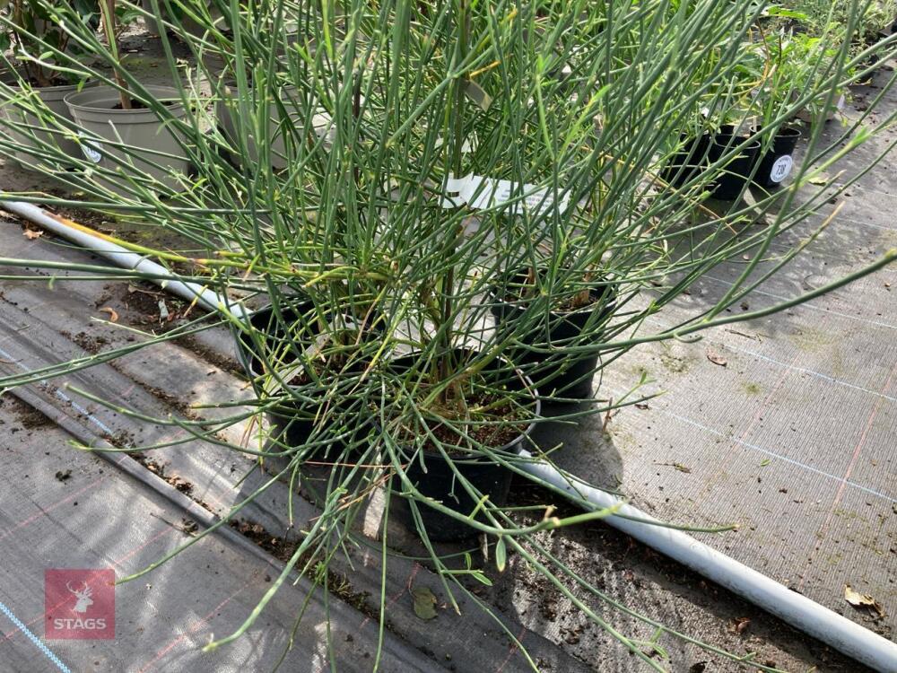 3 X SPARTIUM JUNCEUM SHRUB