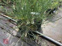3 X SPARTIUM JUNCEUM SHRUB