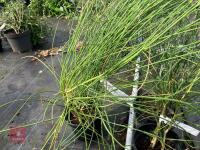 3 X SPARTIUM JUNCEUM SHRUB - 2