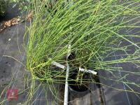 3 X SPARTIUM JUNCEUM SHRUB - 3