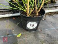 3 X SPARTIUM JUNCEUM SHRUB - 5