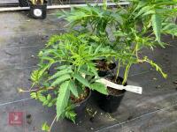 4 X DATISCA CANNIBINA