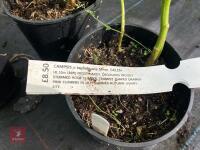 4 X DATISCA CANNIBINA - 3