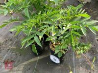 4 X DATISCA CANNIBINA - 4