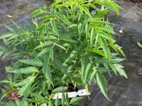 4 X DATISCA CANNIBINA - 5