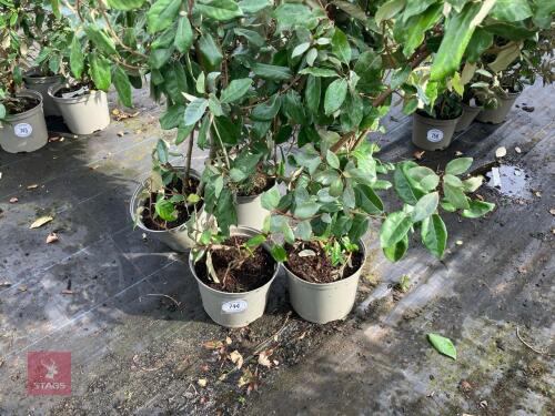 4 X ELAEAGNUS X EBBINGEI