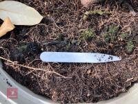 4 X ELAEAGNUS X EBBINGEI - 2