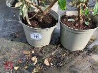 4 X ELAEAGNUS X EBBINGEI - 4