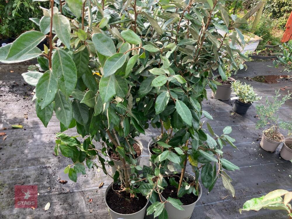 4 X ELAEAGNUS X EBBINGEI