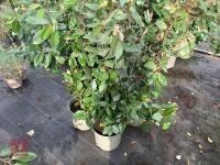 4 X ELAEAGNUS X EBBINGEI - 3