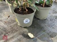 4 X ELAEAGNUS X EBBINGEI - 5
