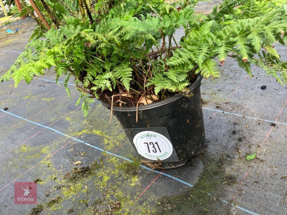 1 X FERN 5L POT