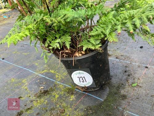 1 X FERN 5L POT