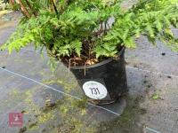1 X FERN 5L POT