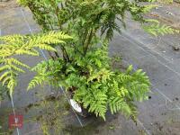 1 X FERN 5L POT - 2