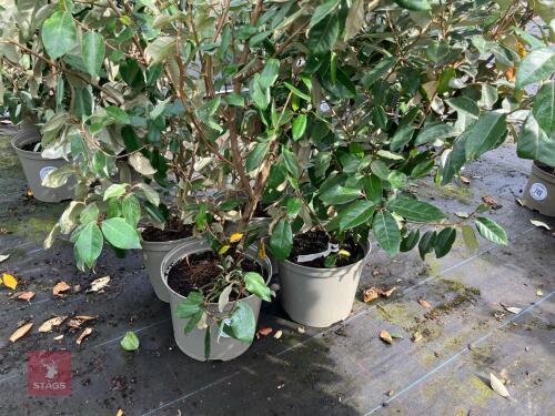 4 X ELAEAGNUS X EBBINGEI
