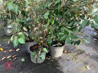 4 X ELAEAGNUS X EBBINGEI