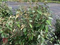 4 X ELAEAGNUS X EBBINGEI - 2